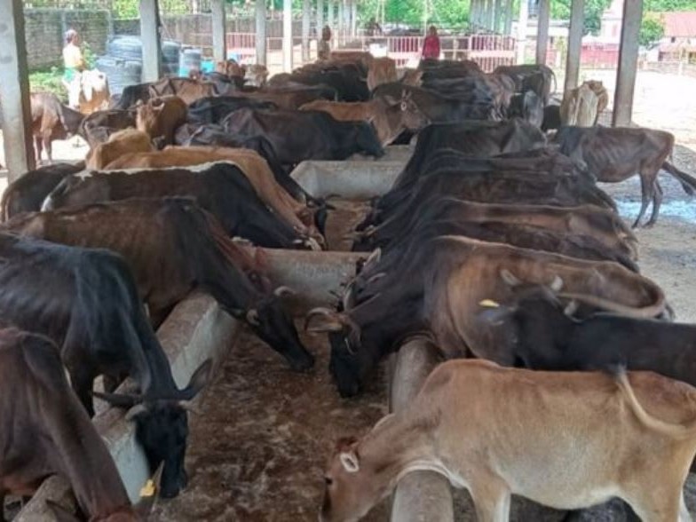 पालिकाको नयाँ काम, गाई संरक्षण गर्न गौशाला सञ्चालन